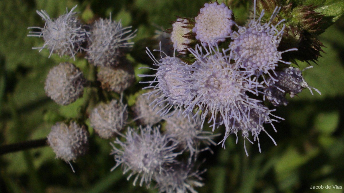 Ageratum houstonianum Mill.